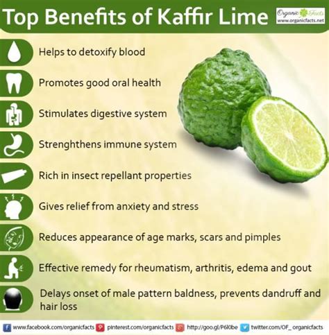 Kaffirlimeinfo Oral Health Skin Health Health Food Healthy Life