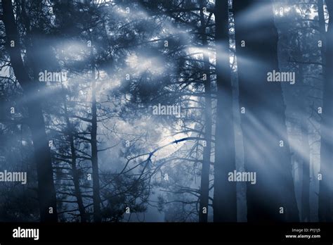 Foresta Misteriosa Su Una Luna Piena Notte Nebbiosa Foto Stock Alamy