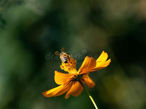 Japanese Honey Bee On Golden Flowers 2 Stock Photo Image Of Nectar