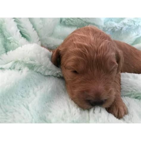Ask questions and learn about goldendoodles at nextdaypets.com. F1 Standard Goldendoodle Puppy in Redding, California ...