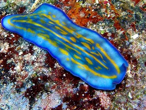 Flatworm Flatworm Sea Animals Sea Slug