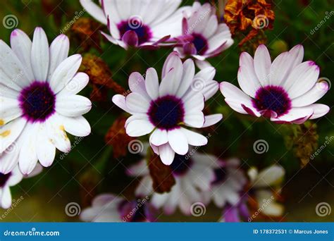 White And Purple Daisies In The Garden With A Dark Green Background