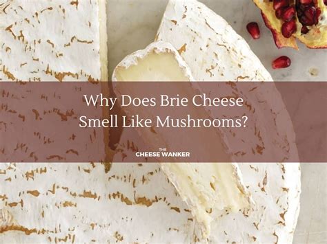 Why Brie Smells Like Mushrooms Soft White Mould Cheeses