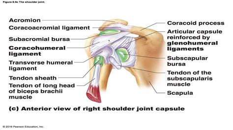 The Shoulder Joint Youtube