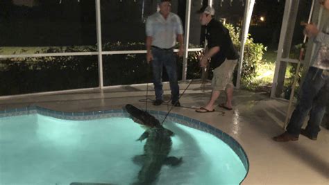 Alligator Found In Backyard Pool In Florida As Reptiles Warm To Spring