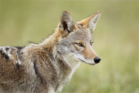 Coyote Carnage The Gruesome Truth About Wildlife Killing Contests