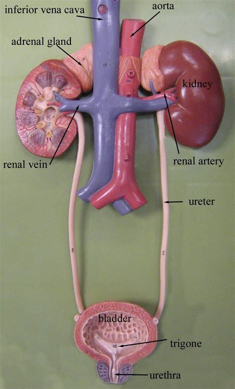Male Urinary System Model Labeled
