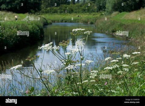 Wild Flowers Grow In Abundance Along The Banks Of The River Mersey As