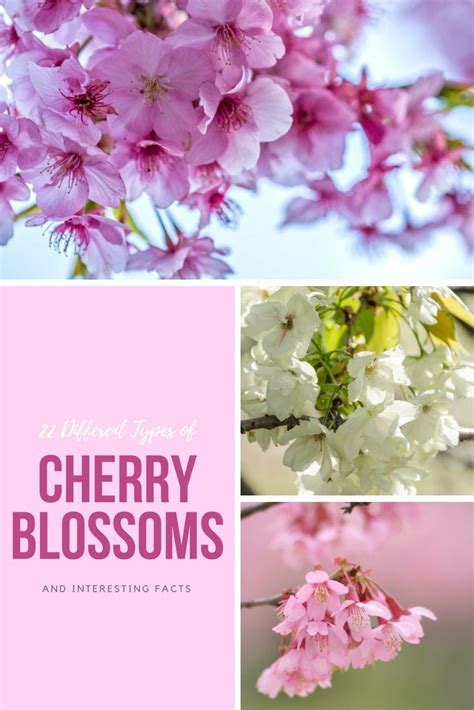 22 Different Types Of Cherry Blossoms And Interesting Facts With