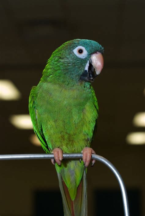 15 Types Of Conure Parrots To Keep As Pets With Pictures Pet Keen