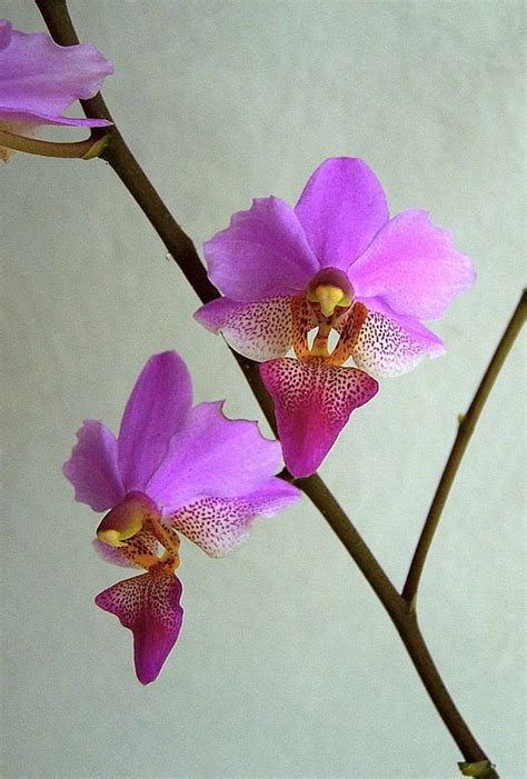 Plant database entry for orchid (phalaenopsis surf song) with 9 images, one comment, and 5 data details. Phalaenopsis Surf Song | Orchid Flowers