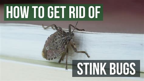 How To Keep Stink Bugs Away From The House