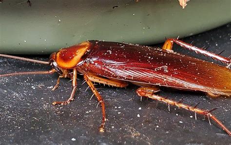 Blog Why Cockroaches In Your Hawaii Home Are A Big Problem