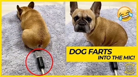 Dog Farts Into Mic 😂 Funny Dog Videos And Tiktoks 2021 Youtube
