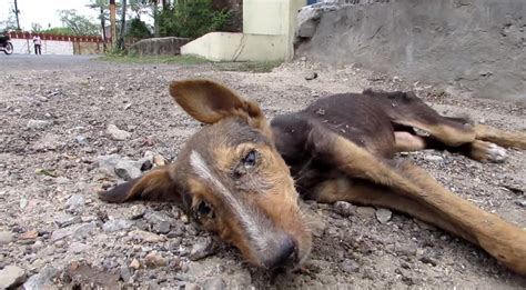 Cachorra Enferma Tirada En La Calle Esperando La Muerte Es Rescatada Y