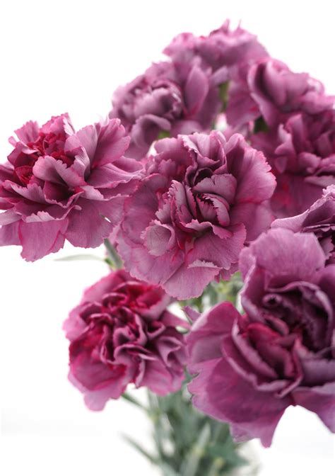 Top 999 Carnation Wallpaper Full Hd 4k Free To Use