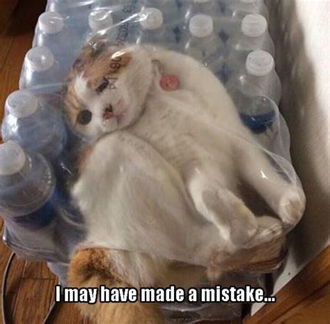 Meme Cats Make Big Mistake With Plastic Viral Viral Videos