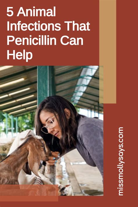5 Animal Infections That Penicillin Can Help Miss Molly Says