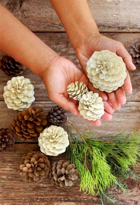 Easiest 5 Minute Bleached Pinecones Without Bleach Pine Cone