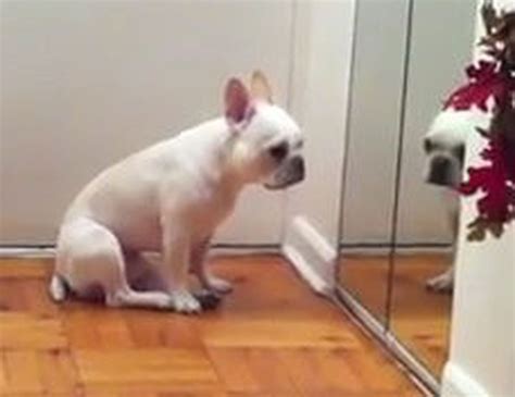 Viral Video Of The Day Sad French Bulldog Cries While Listening To