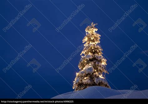Weihnachtsbaum Im Schnee Winter Lizenzfreies Bild 4996325