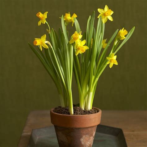 Most Traditional Easter Plants Are Easy Care And Inexpensive And You