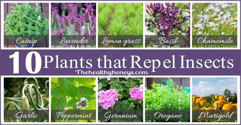 You can deter bees from approaching an area with smoke, mothballs, and bitter almond oil, and deter them from building bees are an important pollinating species for many plants. Top 10 plants that repel unwanted insects - The Healthy Honeys