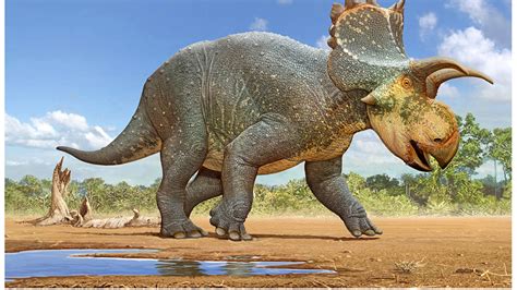 New Horned Dinosaur Species Discovered In Arizona Wows Paleontologists