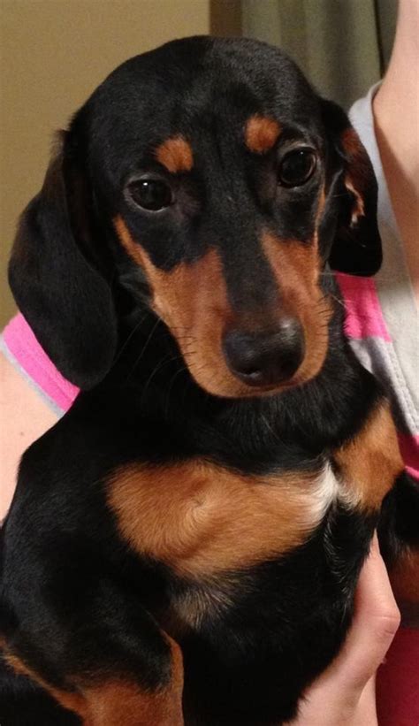 She is settling in so. Dachshund Rescue of Charleston WV | Doxie Love | Pinterest ...