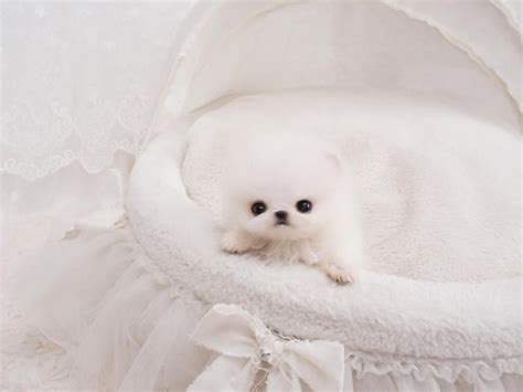White Fluffy Baby Pomeranian Good Piece Chronicle Photo Exhibition