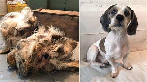 Horribly Neglected Dog Gets Remarkable Transformation Youtube
