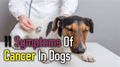 11 Symptoms Of Cancer In Dogs Youtube