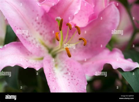 Lilium Spring Romance Pink Oriental Hi Res Stock Photography And Images