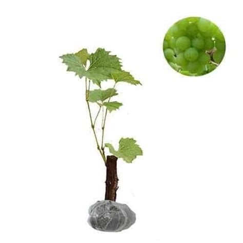 We did not find results for: Jual Bibit Buah Anggur Hijau Murah - Jual Bibit Tanaman di ...