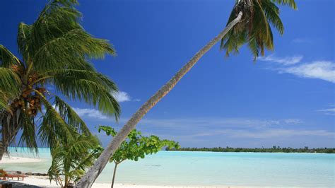 Maldives Tropical Beach Palm Trees 4k Tropical Maldives Beach