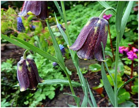 Choose your favorite fritillaria photographs from 411 available designs. Plant Profile of Fritillaria Meleagris and also Pallidiflora