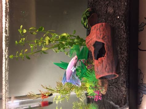 Water changes are basic maintenance for any fish keeper. How to Change Your Betta Fish Water: 13 Steps (with Pictures)