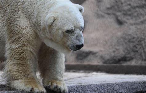 400000 Sign Petition To Move Sad Bear To Better Life In Canada Wunc