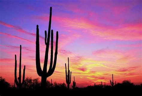 Cactus Sunset Arizona Sunset Arizona Desert Sunset