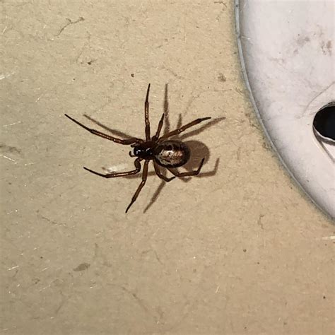 Who's this pretty lady? (North San Diego County) : r/spiders