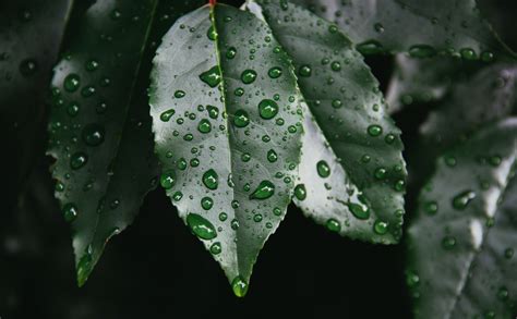 Free Images Tree Nature Branch Dew Rain Water Drop Leaf Flower