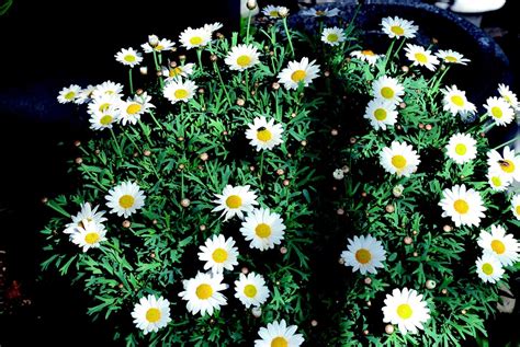 Free Photo Daisy White Bush Flower Nature Free Image On Pixabay