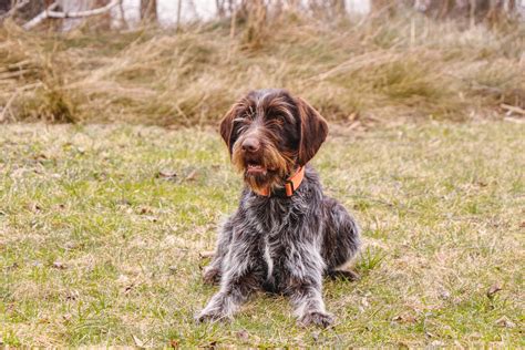 Wirehaired Pointing Griffon Breed Characteristics And Care