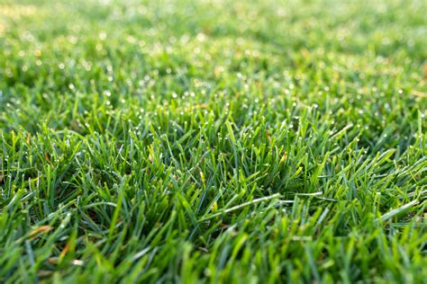 When Should You Overseed A Fescue Lawn Charlestown Landscaping