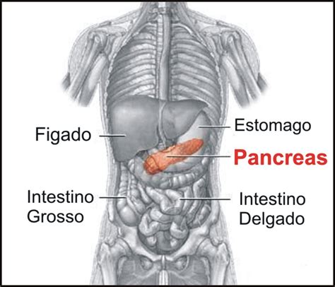 Lista 96 Foto Ubicacion Del Pancreas En El Cuerpo Humano Lleno