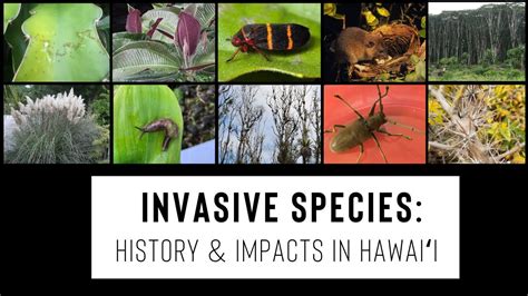 Invasive Species History And Impacts In Hawaii Youtube