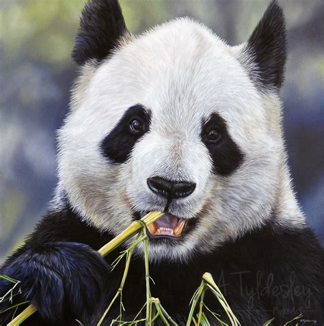 The 5 Step Guide To Painting A Panda In Oils Studio Wildlife