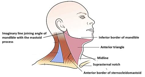 Anterior Triangle Of Neck Submental And Muscular Triangles Anatomy Qa