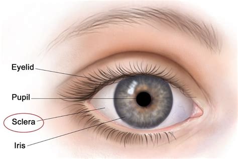 Understanding the White Part of the Eye - The Eye News