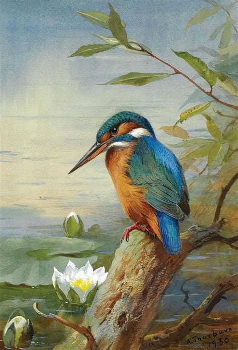 Pin By Paul On Archibald Thorburn Bird Art Bird Drawings